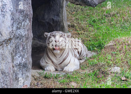 Tiger zwei weiße Leopard Zoo Songkhla Stadt Zucht Leben Natur Jäger. Weißer Tigerstreifen auf ausgewählte Fokus Stockfoto