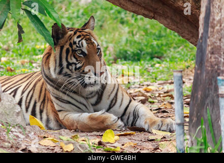 Wildlife Conservation Tiger Tiger ist ein Raubtier, das elegant an sich ist. Die Tiger Look große Angst ist der Ram. Ob ein Tiger Stockfoto