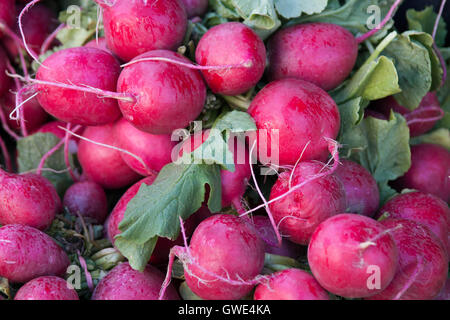 Frische Bio Radieschen zum Verkauf auf einem Bauernmarkt in Monterey, Kalifornien. Stockfoto