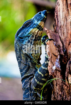 Goanna Kletterbaum Stockfoto