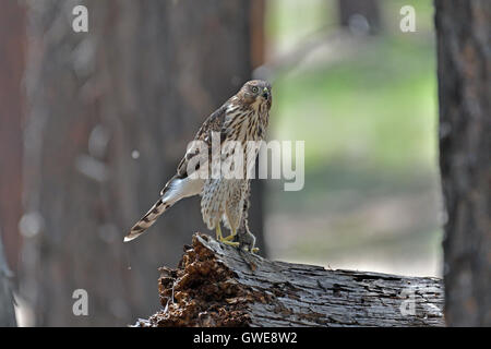 Cooper der Habicht (Accipiter Cooperii) Essen gefangen Nagetier. Stockfoto