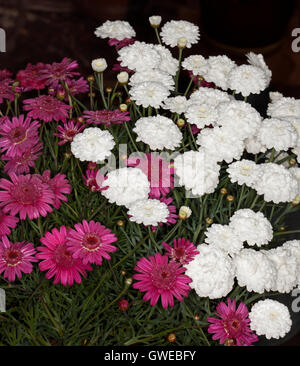 Große Cluster von atemberaubenden roten & weiße Blüten, Knospen & Blätter von Argyranthemum Frutescens, mehrjährige Margeriten auf dunklem Hintergrund Stockfoto