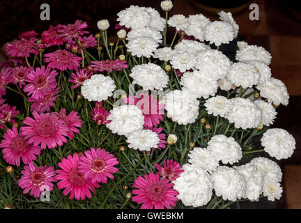 Große Cluster von atemberaubenden roten & weiße Blüten, Knospen & Blätter von Argyranthemum Frutescens, mehrjährige Margeriten auf dunklem Hintergrund Stockfoto