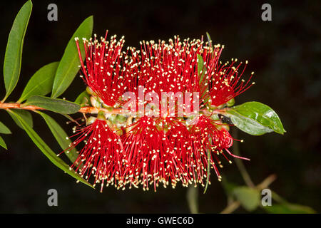 Lebhafte rote Blume und grüne Blätter des Australian native Zylinderputzer / Bottlebrush Blume auf schwarzem Hintergrund Stockfoto