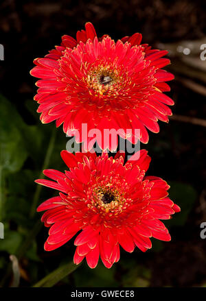 Zwei große und spektakuläre lebhafte rote Gerbera Blumen mit Doppelschichten der Blütenblätter auf dunklem Hintergrund Stockfoto