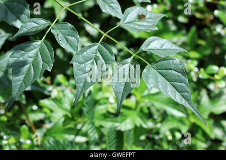 Blatt der indischen Korkeiche (Millingtonia Hortensis Linn.f) Blumen. Stockfoto