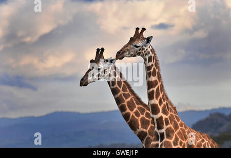 Zwei Giraffen mit Wolken im Hintergrund. Kenia, Afrika. Stockfoto