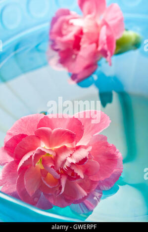 Rosa Nelken in Wasser, Meditation und Achtsamkeit Stockfoto