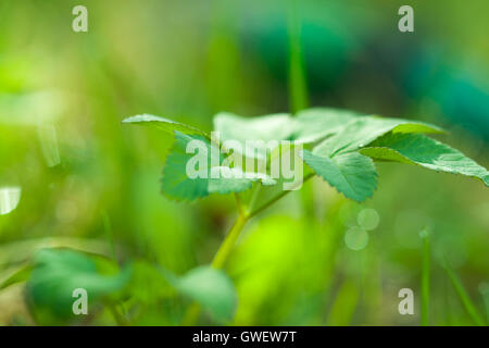 Botanische ökologischer Natur Bild: jung frisch teilweise unscharf gestellt Frühjahr Pflanze Closeup Hintergrund verschwommen grüne Eco. Stockfoto