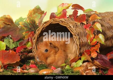 Guinea pig Stockfoto