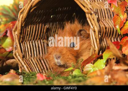 Guinea pig Stockfoto