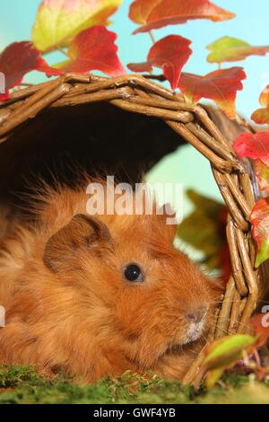 Guinea pig Stockfoto