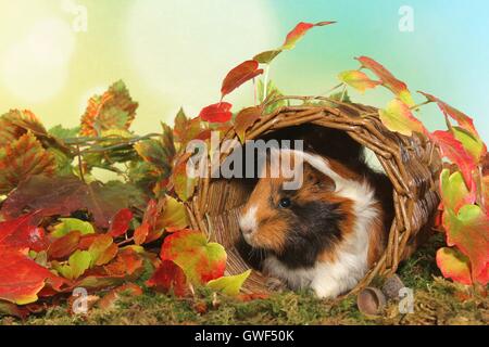 Sheltie Meerschweinchen Stockfoto