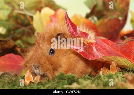 Guinea pig Stockfoto