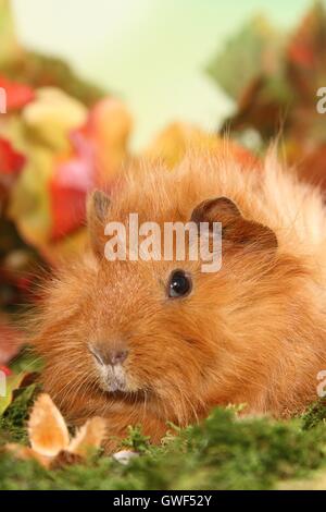 Guinea pig Stockfoto