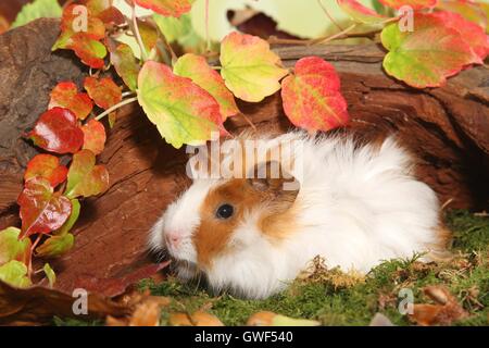 junge Angora-Meerschweinchen Stockfoto