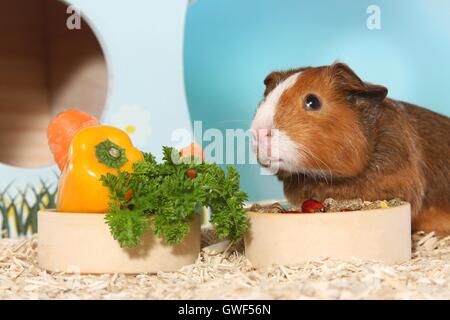 Kurzhaar Meerschweinchen Stockfoto