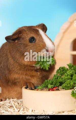 Kurzhaar Meerschweinchen Stockfoto