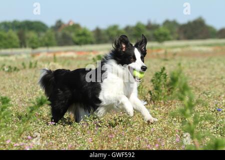 Border Collie zu spielen Stockfoto