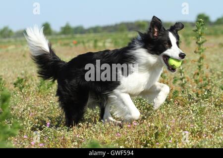 Border Collie zu spielen Stockfoto