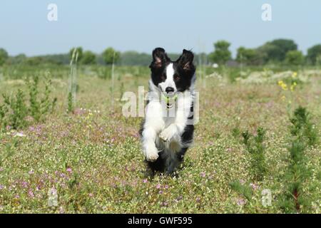 Border Collie zu spielen Stockfoto