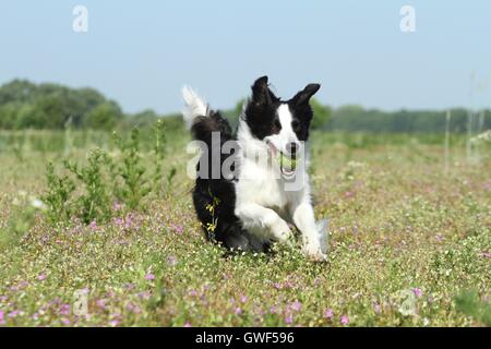 Border Collie zu spielen Stockfoto