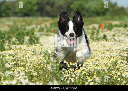 Border-Collie springen Stockfoto