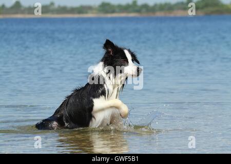 Border-Collie laufen Stockfoto