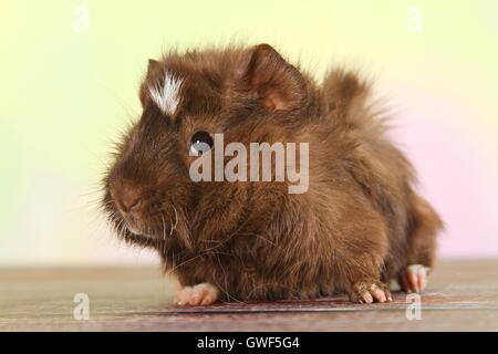 junge Abessinier Meerschweinchen Stockfoto