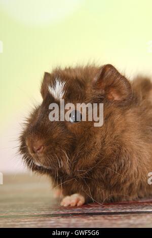 junge Abessinier Meerschweinchen Stockfoto