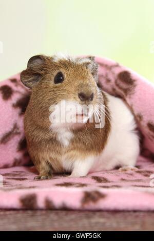 Crested Meerschweinchen Stockfoto