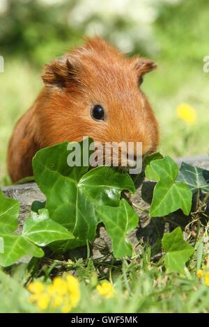 Sheltie Meerschweinchen Stockfoto