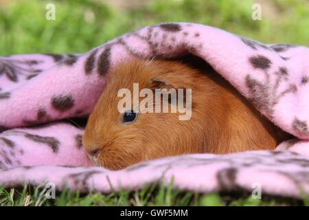 Sheltie Meerschweinchen Stockfoto