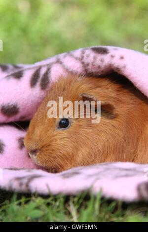 Sheltie Meerschweinchen Stockfoto