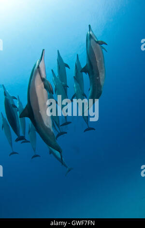 Ein hawaiische Spinner Delfin (Stenella Longirostris) vergeht in Kailua Bay an der Kona-Küste von Big Island, Hawaii. Stockfoto