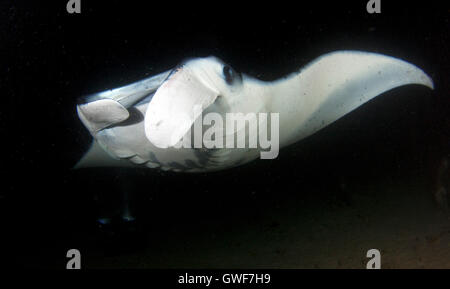 Eine Küste Mantarochen (Manta Alfredi) gleitet elegant über das Riff vor der Küste von Kona, Hawaii Stockfoto