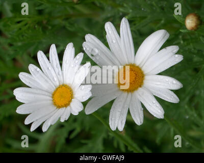 Weiß blühende wilde Blume mit Regentropfen auf das Blütenblatt Stockfoto