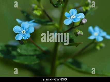 Botanischer Garten Pflanzen Natur Bild: Vergissmeinnicht (Myosotis, Boraginaceae, Cynoglossum) Blüten mit Regen Tropfen (Tau) Closeup Stockfoto