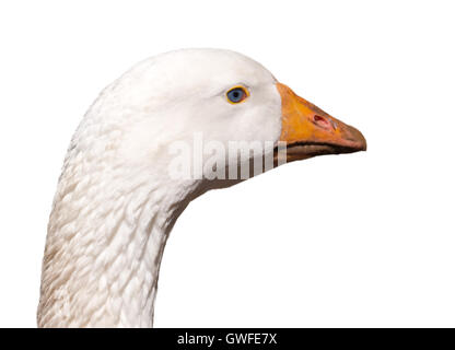 Weiße Gans Kopf mit hellblauen Augen Closeup auf weißen Hintergrund isoliert. Stockfoto