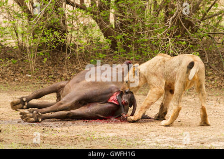 Ein junger Löwe (Panthera Leo) tötet ein ungeborenes Kaffernbüffel Kalb (Syncerus Caffer) Nachdem der Stolz seiner Mutter getötet hat. Diese p Stockfoto