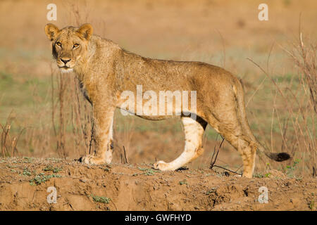 Seitenansicht eines jungen männlichen Löwen (Panthera Leo) in die Kamera schaut Stockfoto