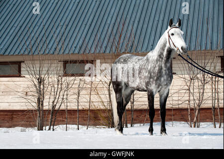 Dapple-Grey Orlow Traber steht mit Trense im Schnee Stockfoto