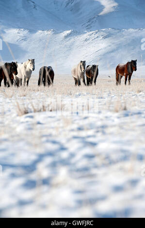 Herde von kasachischen Pferde in westlichen mongolischen Bergen im Schnee Stockfoto