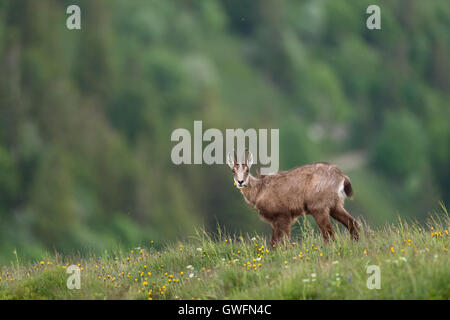 AlpenGämse / Gaemse ( Rupicapra rupicapra ) ernährt sich von Kräutern, mit einer Blume im Mund, am Rande einer Alpenwiese, Tierwelt, Europa. Stockfoto
