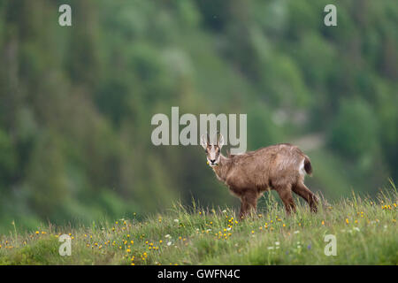 Alpine Gemsen / Gaemse (Rupicapra Rupicapra) ernähren sich von Kräutern, mit einer Blume im Maul am Rande einer Almwiese. Stockfoto