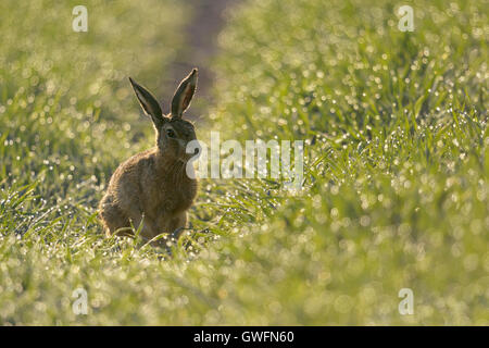 Braune Hare / Feldhase (Lepus Europaeus) sitzen in einem Feld von Winterweizen, Tausende von Tautropfen funkeln im Morgenlicht. Stockfoto