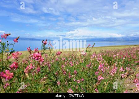 Bole, Bole, China. 13. Sep, 2016. Bolus, CHINA-Juli 4 2016:? (REDAKTION? VERWENDEN SIE? NUR.? CHINA? RAUS) Sayram See in Bole, Nordwesten ChinaÂ¡Â¯s Xinjiang Uygur Autonome Region. Sayram See, in der Nähe der Welt Erbe Tian Shan Berge, ist der größte (458 km?) alpine See in Xinjiang und auch die höchsten (2.070 m). Viele Besucher strömen in Sayram See für die atemberaubende Landschaft im Sommer. © SIPA Asien/ZUMA Draht/Alamy Live-Nachrichten Stockfoto