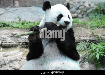 Chiang Mai. 13. Sep, 2016. Giant Panda Lin Hui ernährt sich mit Bambus im Zoo von Chiang Mai im Norden Thailand Chiang Mai, 13. September 2016. Chuang Chuang und Lin Hui, ein Expatriate Riesenpanda-Ehepaar aus China, haben seit Oktober 2003 in Nord Thailand Chiang Mai Zoo niedergelassen. Ihre junge Lin Bing, geboren im Mai 2009 ist der erste große Panda in Thailand geboren. Das Paar noch lebt in Chiang Mai Zoo und weiterhin Fans und Besucher, zu gewinnen, während Lin Bing im Jahr 2013 zurück nach China geschickt wurde. Bildnachweis: Rachen Sageamsak/Xinhua/Alamy Live-Nachrichten Stockfoto