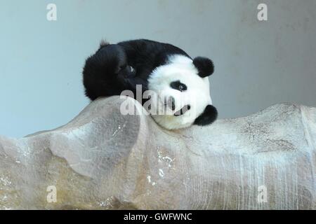 Chiang Mai. 13. Sep, 2016. Giant Panda Lin Hui ruht auf einem Steingarten im Zoo von Chiang Mai im Norden Thailand Chiang Mai, 13. September 2016. Chuang Chuang und Lin Hui, ein Expatriate Riesenpanda-Ehepaar aus China, haben seit Oktober 2003 in Nord Thailand Chiang Mai Zoo niedergelassen. Ihre junge Lin Bing, geboren im Mai 2009 ist der erste große Panda in Thailand geboren. Das Paar noch lebt in Chiang Mai Zoo und weiterhin Fans und Besucher, zu gewinnen, während Lin Bing im Jahr 2013 zurück nach China geschickt wurde. Bildnachweis: Rachen Sageamsak/Xinhua/Alamy Live-Nachrichten Stockfoto