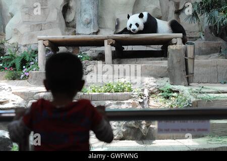 Chiang Mai. 13. Sep, 2016. Ein Junge schaut Riesenpanda Chuang Chuang im Zoo von Chiang Mai im Norden Thailand Chiang Mai, 13. September 2016. Chuang Chuang und Lin Hui, ein Expatriate Riesenpanda-Ehepaar aus China, haben seit Oktober 2003 in Nord Thailand Chiang Mai Zoo niedergelassen. Ihre junge Lin Bing, geboren im Mai 2009 ist der erste große Panda in Thailand geboren. Das Paar noch lebt in Chiang Mai Zoo und weiterhin Fans und Besucher, zu gewinnen, während Lin Bing im Jahr 2013 zurück nach China geschickt wurde. Bildnachweis: Rachen Sageamsak/Xinhua/Alamy Live-Nachrichten Stockfoto